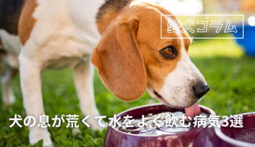 犬の息が荒くて水をよく飲む病気3選